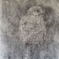 Young Kestrel - Pencil and Charcoal on Paper, 42cm X 59cm approx. 2020.