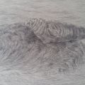 Seal on a Rock - Pencil on paper, 59cm x 42cm approx, 2020.