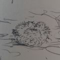 Petrel Chick in Wall.jpg