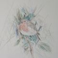 'Robin at Caherbullig' Coloured Pencil on Paper 2023, 42cm X 33cm