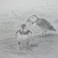 'The Puffin with a Sore Foot' Pencil on Paper 2021, 59cm x 42cm