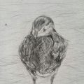 'Puffin Resting' Pencil on Paper