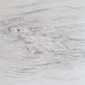 Young Seal Swimming.jpg