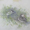Young Puffin Fledgling with Adult' Pencil on Paper