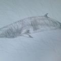 'Minke Whale ' Study in Pencil. 30cm X 19cm approx.