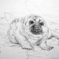 36-Seal.jpg